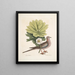 Turtur caroliniensis, the Caroline turtle, anapodophyllon canadense, the may apple - Mark Catesby — framed artwork on a wall