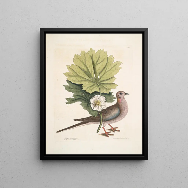 Turtur caroliniensis, the Caroline turtle, anapodophyllon canadense, the may apple - Mark Catesby — framed artwork on a wall