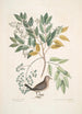 Turtur minimus guttatus The Ground Dove Zanthoxylum spinosum Lentisci foliis c The Tree of Pain or Toothache - Mark Catesby — artwork view