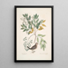 Turtur minimus guttatus The Ground Dove Zanthoxylum spinosum Lentisci foliis c The Tree of Pain or Toothache - Mark Catesby — framed artwork on a wall