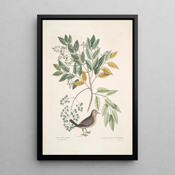 Turtur minimus guttatus The Ground Dove Zanthoxylum spinosum Lentisci foliis c The Tree of Pain or Toothache - Mark Catesby — framed artwork on a wall