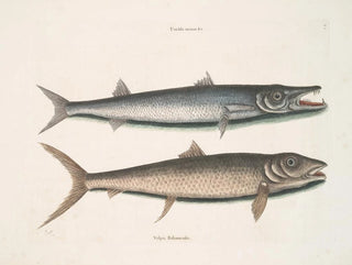 Umbla mineure c. Barracuda vulpis bahamensis - Mark Catesby — artwork view