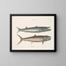 Umbla mineure c. Barracuda vulpis bahamensis - Mark Catesby — framed artwork on a wall