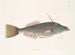 the Bahamas unicorn fish, the shape of a tooth - Mark Catesby — artwork view