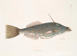 the Bahamas unicorn fish, the shape of a tooth - Mark Catesby — artwork view