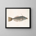 the Bahamas unicorn fish, the shape of a tooth - Mark Catesby — framed artwork on a wall