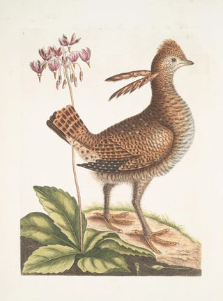 Mark Catesby - Urogallus minor.webp