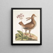 Urogallus minor - Mark Catesby — framed artwork on a wall