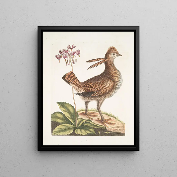 Urogallus minor - Mark Catesby — framed artwork on a wall