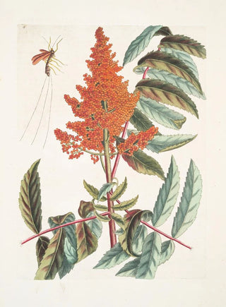 Mark Catesby - Vespa ichneumon tripilis Pensylvaniensis Rhus glabrum Panicula speciosa coccinea.webp