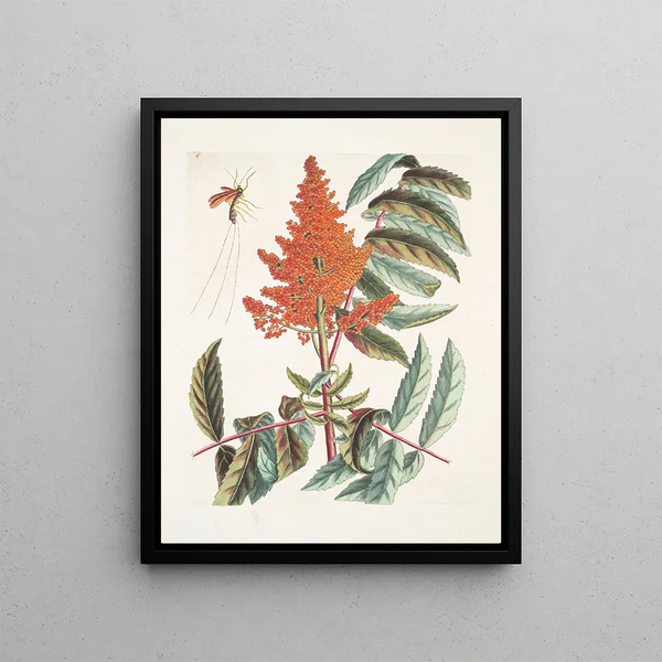 Guêpe ichneumon tripilis pennsylvanien Rhus glabrum Panicula speciosa crimson - Mark Catesby — framed artwork on a wall