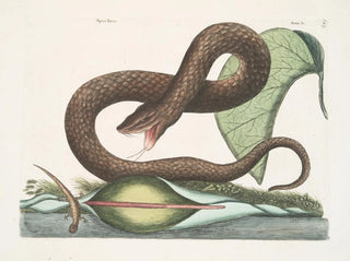 Vipère brune - Mark Catesby — artwork view