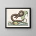 Vipère brune - Mark Catesby — framed artwork on a wall