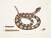 Vipère à queue de sonne - Mark Catesby — artwork view