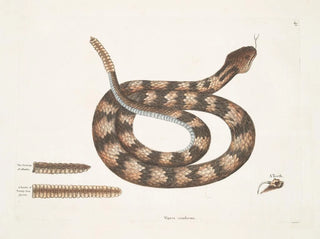 Vipère à queue de sonne - Mark Catesby — artwork view