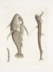 Vipera marina La Vipermouth Cataphractus americanus - Mark Catesby — artwork view