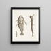 Vipera marina La Vipermouth Cataphractus americanus - Mark Catesby — framed artwork on a wall
