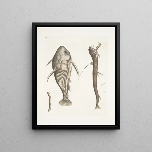 Vipera marina La Vipermouth Cataphractus americanus - Mark Catesby — framed artwork on a wall