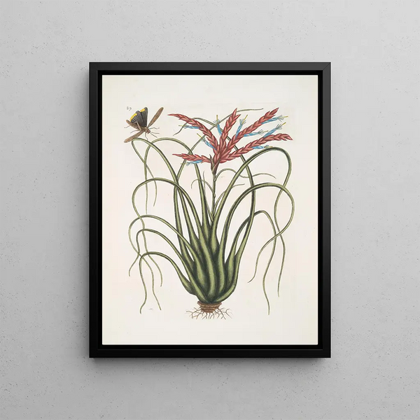 Viscum caryophylloides c The wild pine Locusta caroliniana - Mark Catesby — framed artwork on a wall