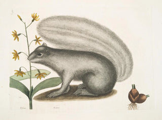 Viscum Sciurus, the gray raccoon - Mark Catesby — artwork view
