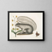 Viscum Sciurus, the gray raccoon - Mark Catesby — framed artwork on a wall