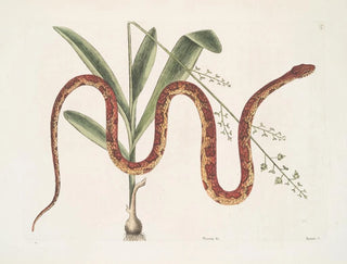 Viscum c. Anguis c. The Wheat Snake - Mark Catesby — artwork view