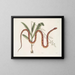 Viscum c. Anguis c. The Wheat Snake - Mark Catesby — framed artwork on a wall