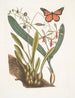 Viscum racine bulbeuse Viscum caryophyllodes c Papillio c - Mark Catesby — artwork view