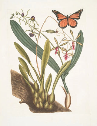 Mark Catesby - Viscum radice bulbosa Viscum Caryophyllodes c Papillio c.webp
