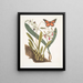Viscum racine bulbeuse Viscum caryophyllodes c Papillio c - Mark Catesby — framed artwork on a wall