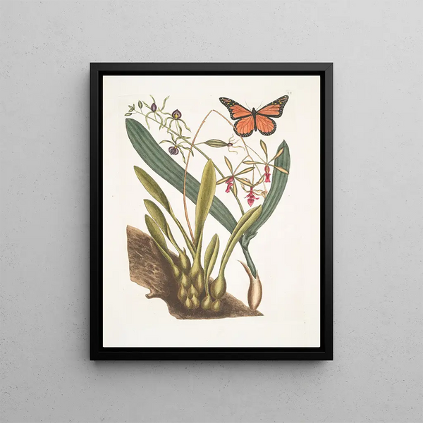 Viscum racine bulbeuse Viscum caryophyllodes c Papillio c - Mark Catesby — framed artwork on a wall