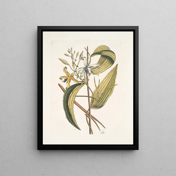 Volubilis silicosa Mexican plantain leaf Le Vanelloe - Mark Catesby — framed artwork on a wall