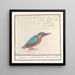 Kingfisher Alcedo atthis - Anselmus Botius de Boodt — framed artwork on a wall