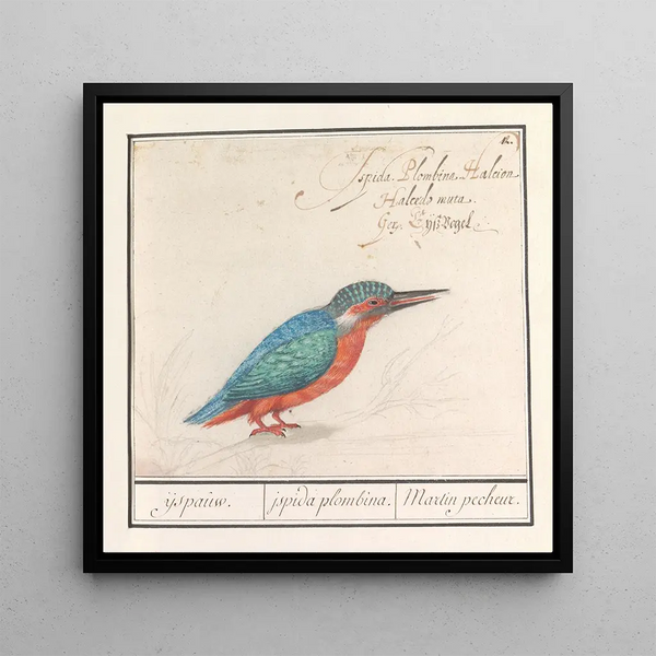 Kingfisher Alcedo atthis - Anselmus Botius de Boodt — framed artwork on a wall