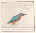 Kingfisher Alcedo atthis - Anselmus Botius de Boodt — artwork view