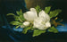Giant Magnolias on Blue Velvet Fabric - Martin Johnson Heade — artwork view