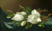 Magnolias on light blue velvet fabric - Martin Johnson Heade — artwork view