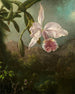 Orchid Flowers Painting - Martin Johnson Heade — artwork view