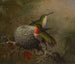 Two bluegills near their nest - Martin Johnson Heade — artwork view