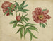 Peony Studies - Martin Schongauer — artwork view