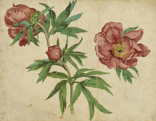 Peony Studies - Martin Schongauer — artwork view