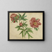 Peony Studies - Martin Schongauer — framed artwork on a wall