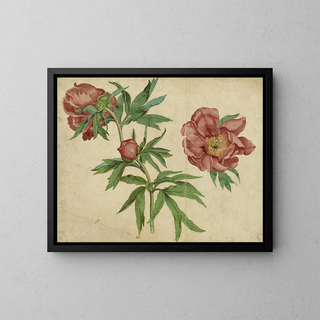 Peony Studies - Martin Schongauer — framed artwork on a wall