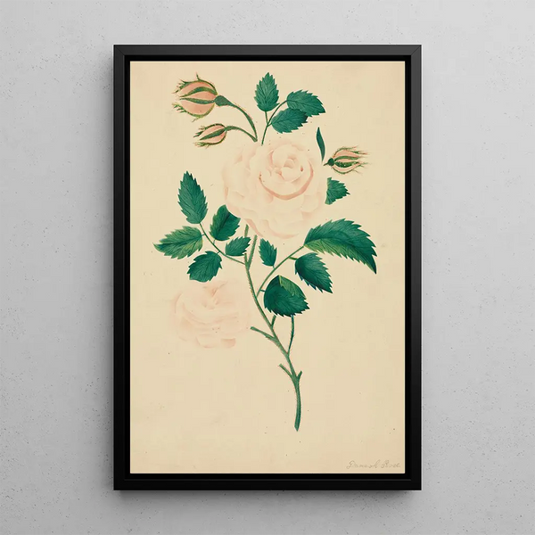 Rose of Damascus - Mary Altha Nims — framed artwork on a wall