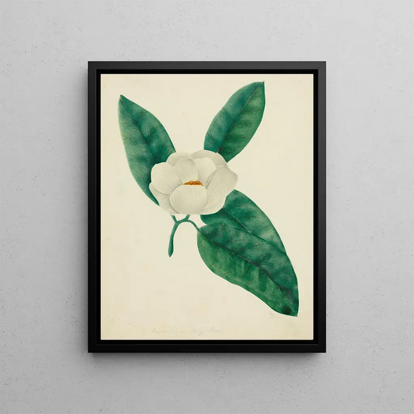 Magnolia Painting - Mary Altha Nims — framed artwork on a wall