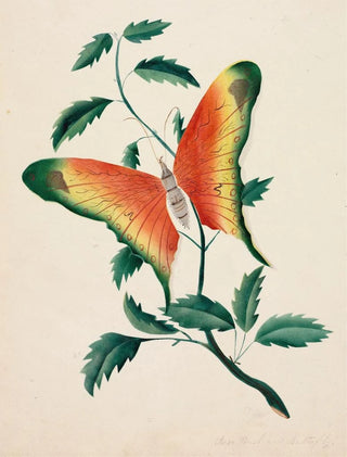 Mary Altha Nims - Rose Bush and Butterfly.webp