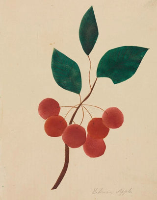 Mary Altha Nims - Siberian Apple.webp