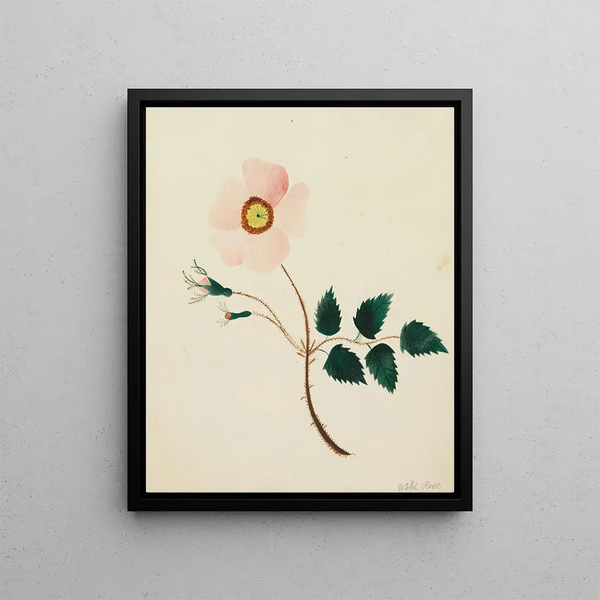 Wild Rose Painting - Mary Altha Nims — framed artwork on a wall