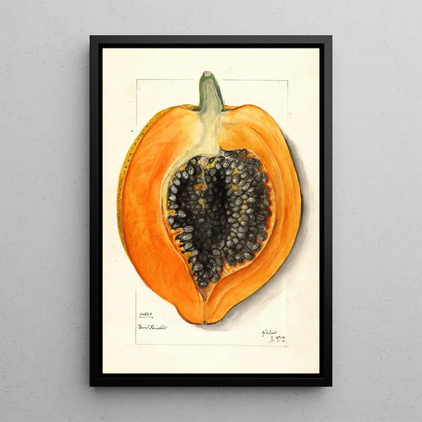 Carica papaya - Mary Daisy Arnold — framed artwork on a wall