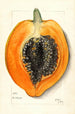 Carica papaya - Mary Daisy Arnold — artwork view